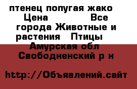 птенец попугая жако  › Цена ­ 60 000 - Все города Животные и растения » Птицы   . Амурская обл.,Свободненский р-н